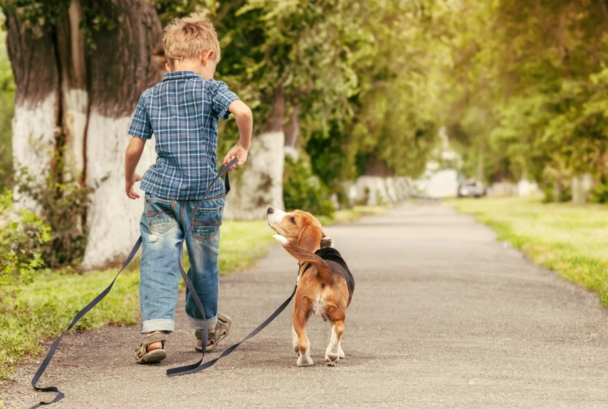 Little boy walking dog