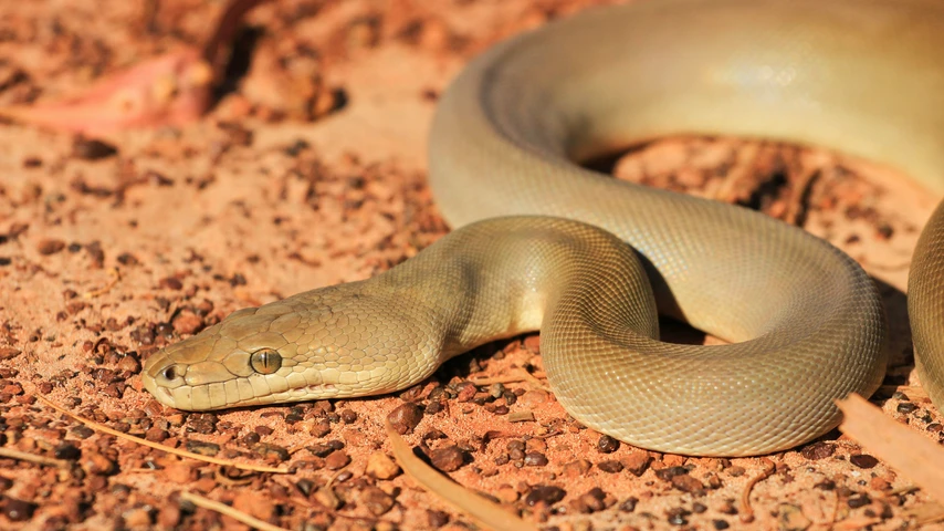 Olive python on red dirt